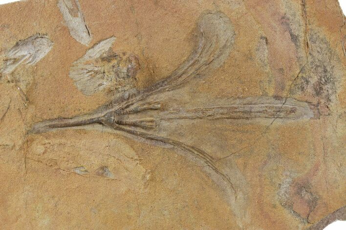 Ordovician Fossil Crinoid - Marzane, Morocco #350584